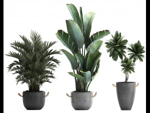 collection of exotic plants 402 3D Model