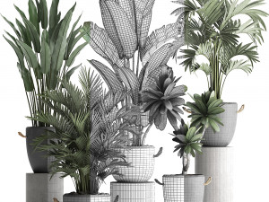 collection of exotic plants 402 Modelo 3D