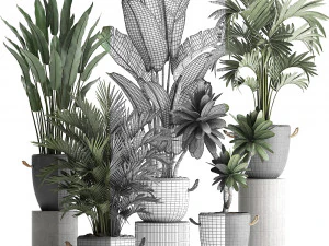collection of exotic plants 402 3D Model