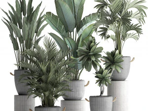 collection of exotic plants 402 3D Model