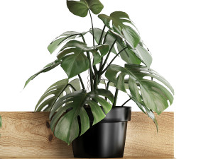 plant set wall decor vertical garden 403 monstera 3D Model