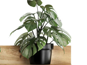 plant set wall decor vertical garden 403 monstera 3D Model