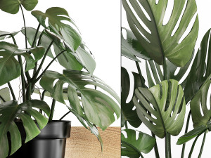 plant set wall decor vertical garden 403 monstera 3D Model