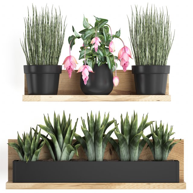 plant set wall decor vertical garden 404 3D 模型 .c4d .max .obj .3ds .fbx .stl .blend 