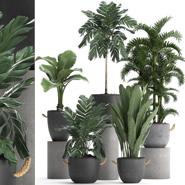 collection exotic plants 405 Model 3D .c4d .max .obj .3ds .fbx .stl .blend 