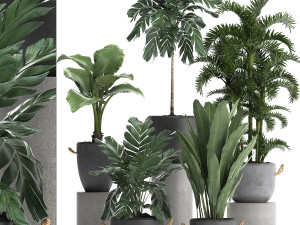 collection exotic plants 405 3D 模型