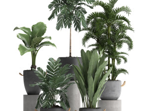 collection exotic plants 405 Model 3D