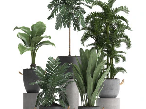 коллекция экзотических растений 405 3D Модель