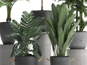 collection exotic plants 405 Model 3D