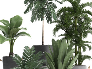 collection exotic plants 405 Model 3D