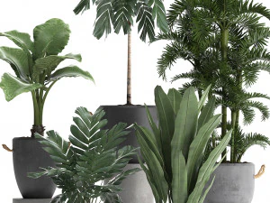 коллекция экзотических растений 405 3D Модель