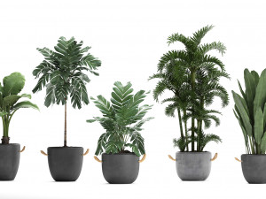 collection exotic plants 405 Model 3D
