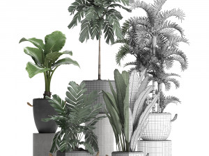 collection exotic plants 405 Model 3D