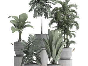 collection exotic plants 405 Model 3D