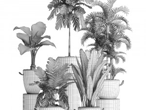 collection exotic plants 405 Model 3D
