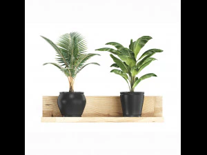 collection of exotic plants 406 3D Model