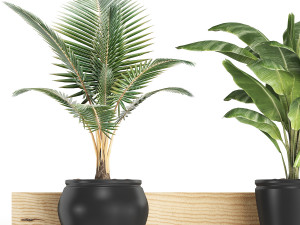 collection of exotic plants 406 3D Модель