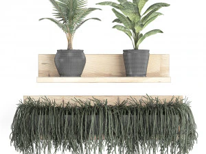 collection of exotic plants 406 3D Model