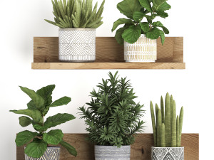 collection of exotic plants 407 3D Model