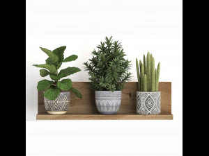 collection of exotic plants 407 3D Model