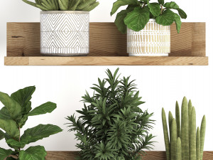 collection of exotic plants 407 3D मॉडल