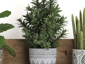 collection of exotic plants 407 3D Model