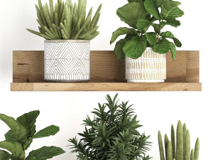 collection of exotic plants 407 3D Model