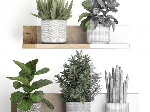 collection of exotic plants 407 3D Model