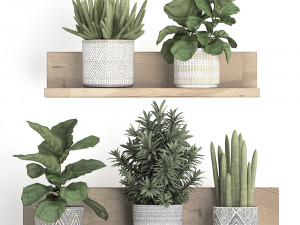 collection of exotic plants 407 3D मॉडल