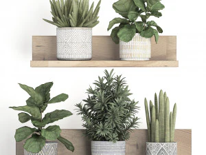 collection of exotic plants 407 3D Model
