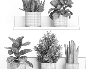 collection of exotic plants 407 3D Model
