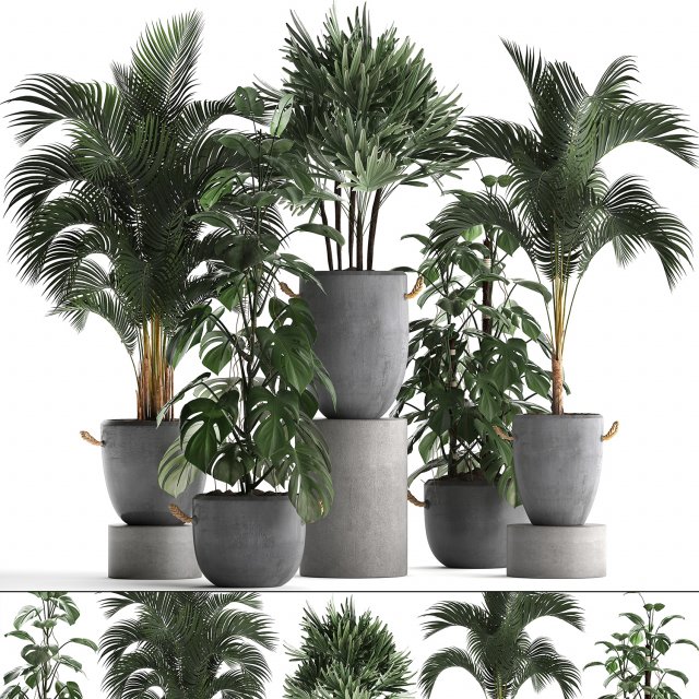 collection exotic plants 408 3D Model .c4d .max .obj .3ds .fbx .stl .blend 