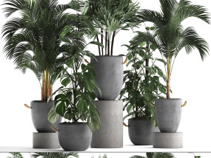 collection exotic plants 408 3D Model
