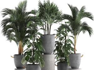 collection exotic plants 408 3D Model