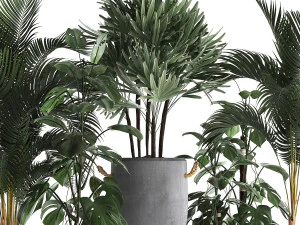 collection exotic plants 408 3D Model