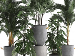 collection exotic plants 408 3D Model