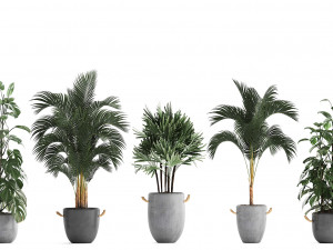 collection exotic plants 408 3D Model