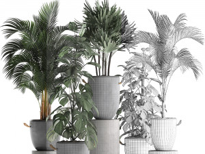 collection exotic plants 408 3D Model