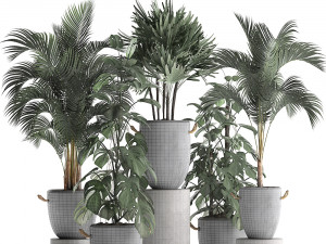 collection exotic plants 408 3D Model