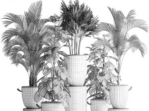 collection exotic plants 408 3D Model
