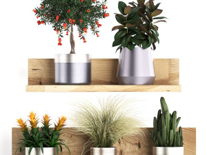 collection of exotic plants 409 Modelo 3D