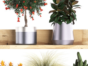 collection of exotic plants 409 3Dモデル