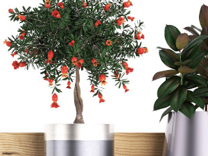 collection of exotic plants 409 3Dモデル