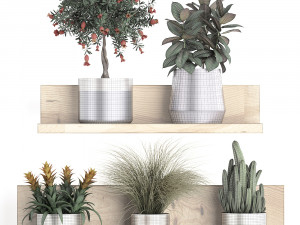 collection of exotic plants 409 3Dモデル