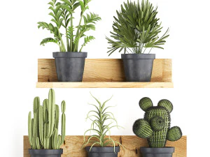 collezione di piante esotiche 410 Modello 3D