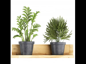 collection of exotic plants 410 Modèle 3D