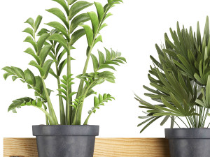 collection of exotic plants 410 Modèle 3D