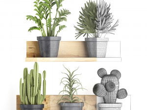 collection of exotic plants 410 Modèle 3D