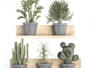 collection of exotic plants 410 Modèle 3D