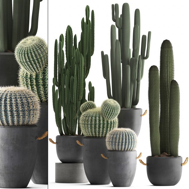 collection of exotic cactus plants 411 3D Model .c4d .max .obj .3ds .fbx .stl .blend 